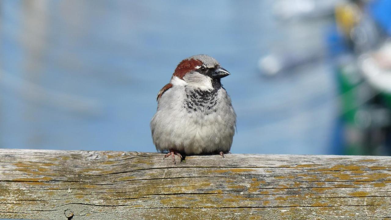 Ferienwohnung Roth Am Naturschutzgebiet Bodensee Eriskircher Ried Екстериор снимка